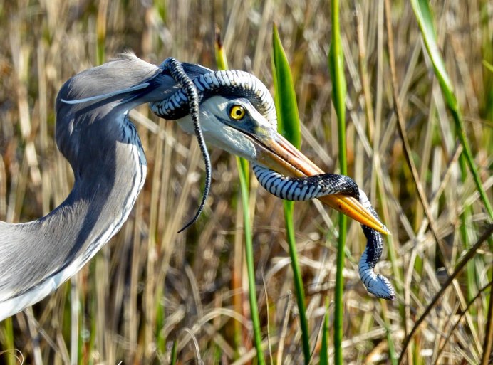 Серая цапля в Татарстане