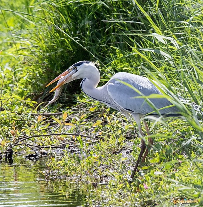 Цапля Геншин