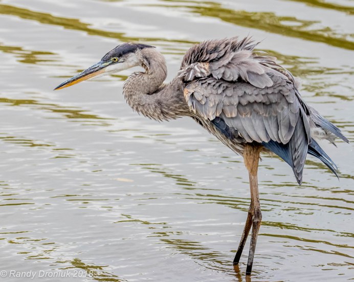 Серая цапля