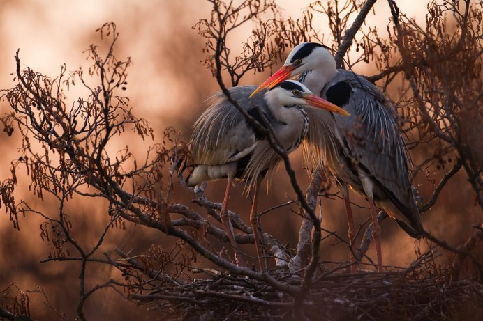 Цапля самец и самка
