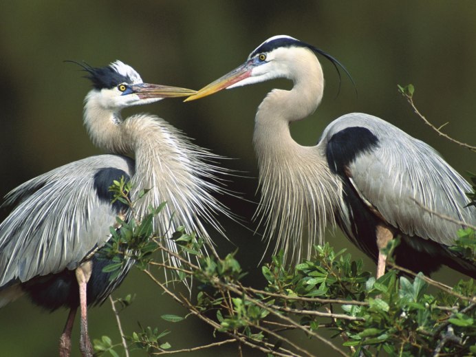 Серая цапля питается