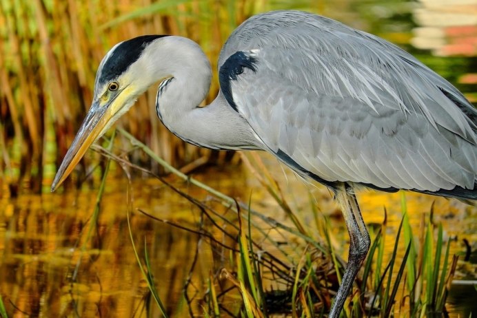 Птица Ardea cinerea