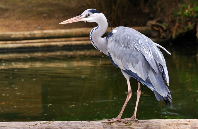 Птицы Японии
