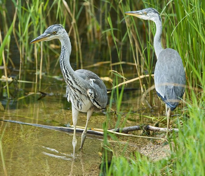 Цапля серая Болотная