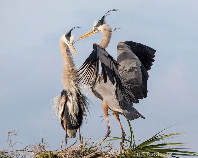 Птица Ardea cinerea