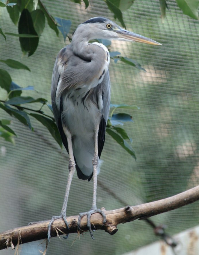 Голубая цапля Херон