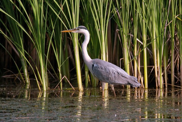 Цапля белая большая Смоленская область