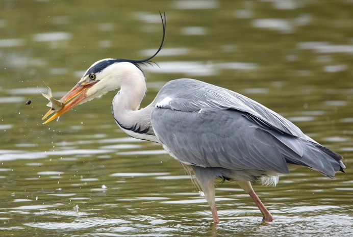 Серая цапля Даурия