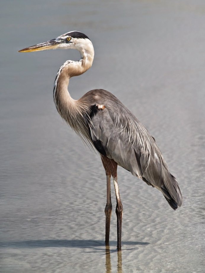 Цапля в Египте серая