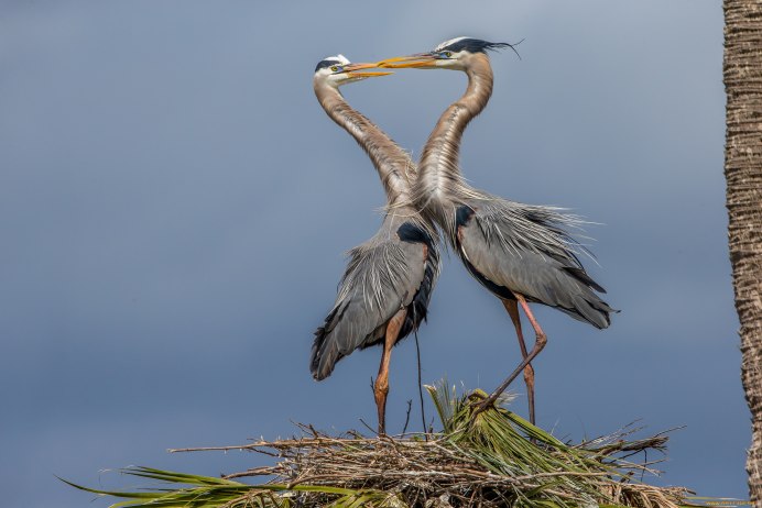 Серая цапля