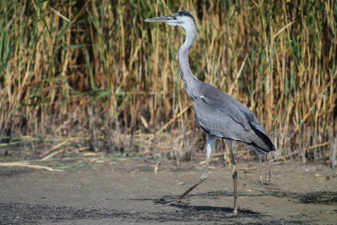 Серая цапля Байкал
