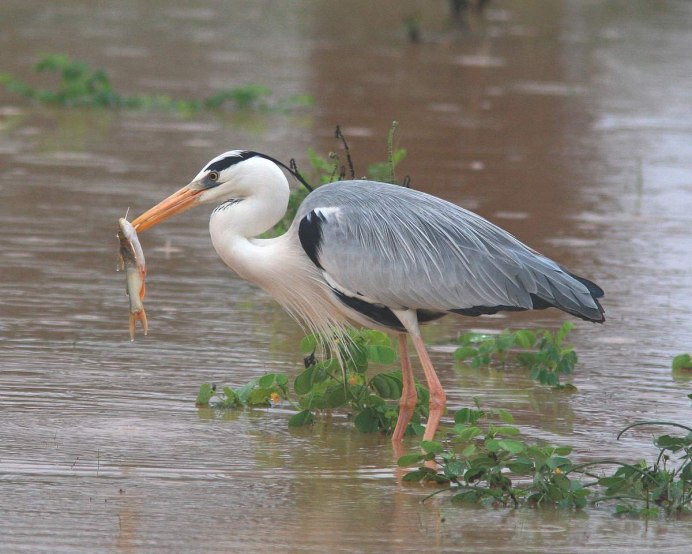 Птица Ardea cinerea