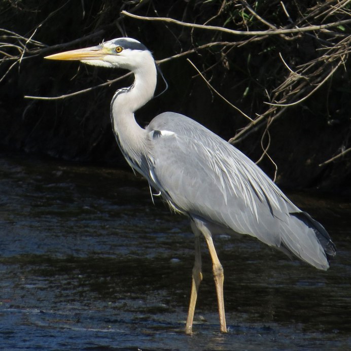 Серая цапля на одной ноге фото