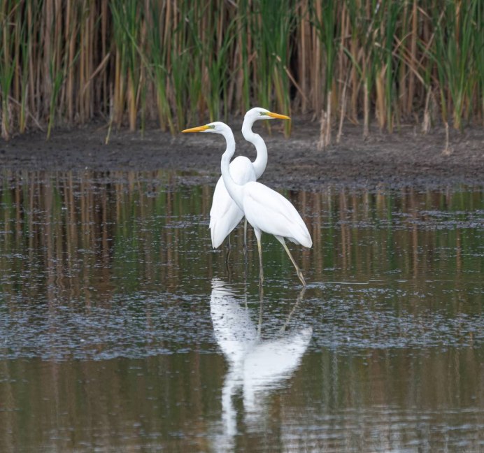 Птица похожая на цаплю