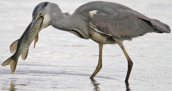 Grey Heron