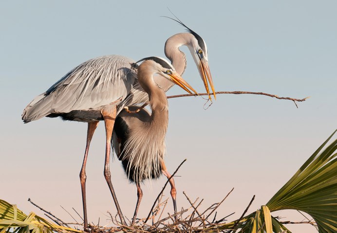 Белобрюхая цапля