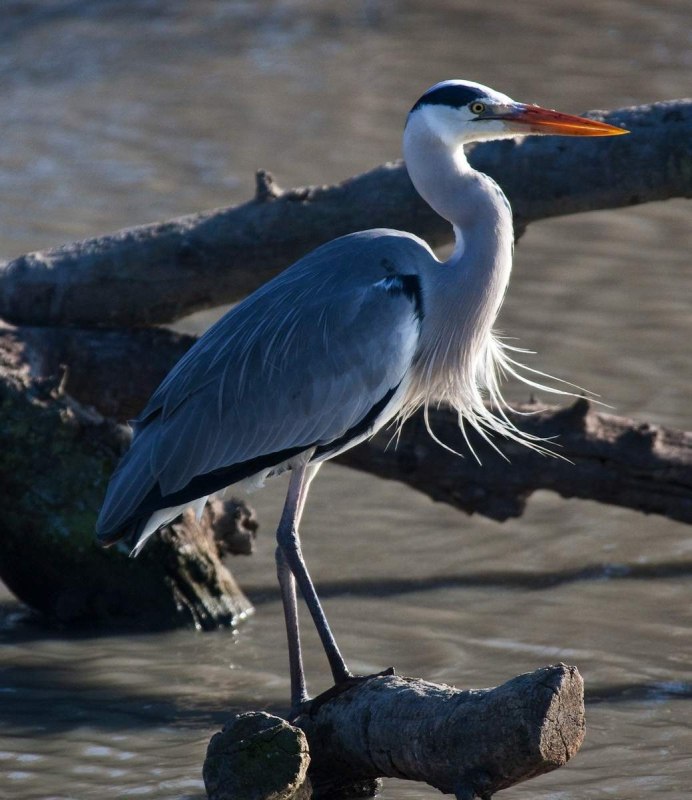 Болото с цаплями