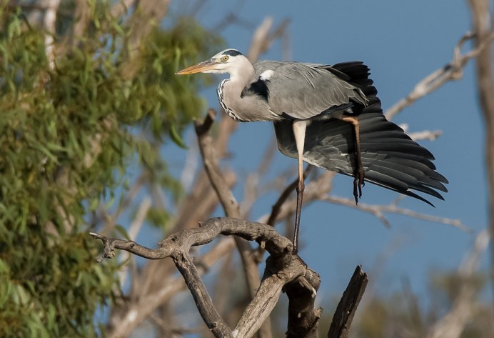 Цапля Уральская