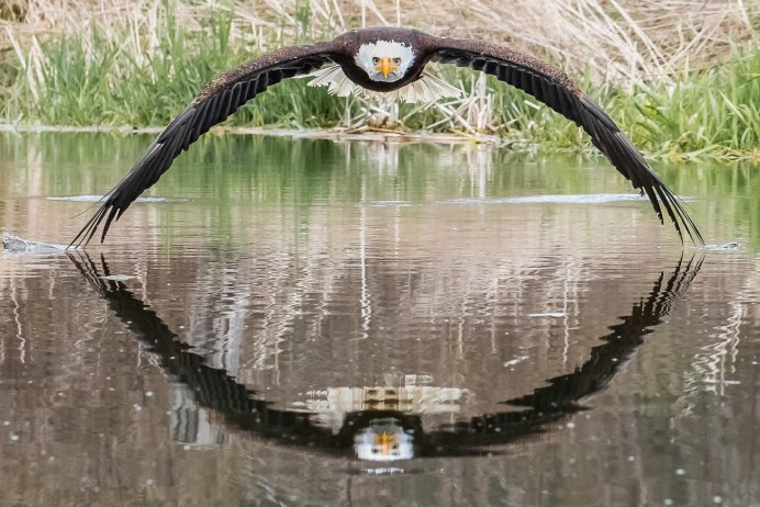 Кряква Дикая полет