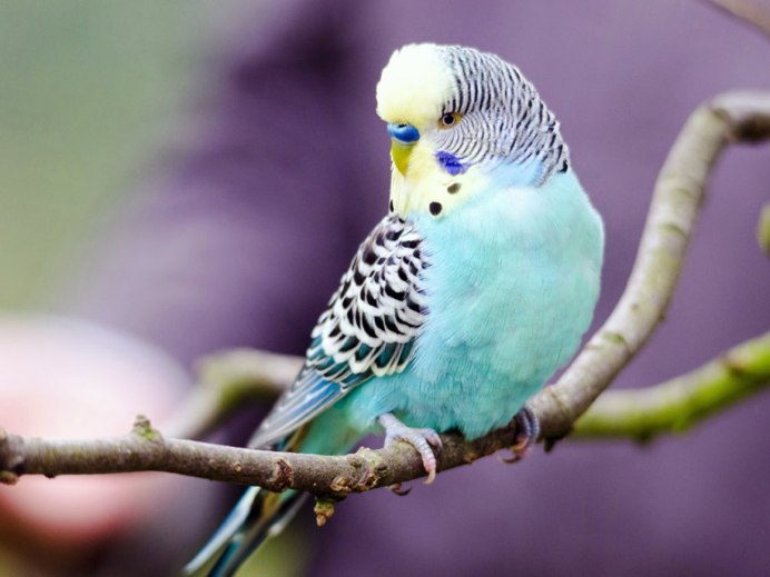 Радужный окрас волнистых попугаев