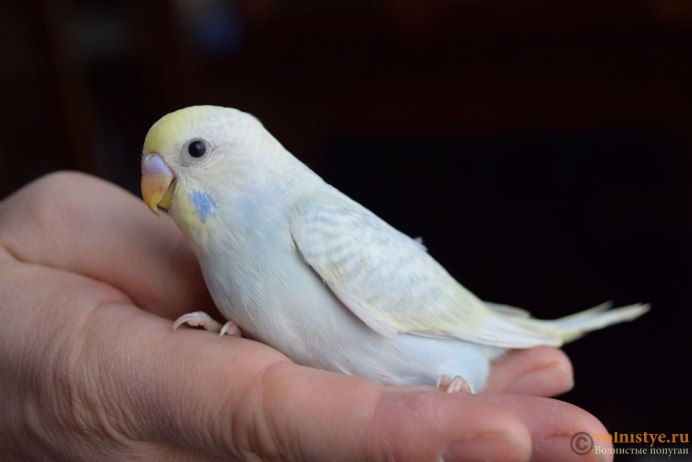 Голубой спенгл опалин