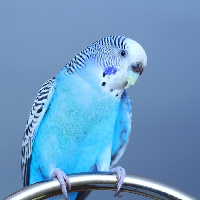 Пинто волнистый попугай