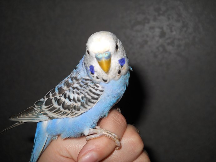 Попугаи волнистые серо-голубые