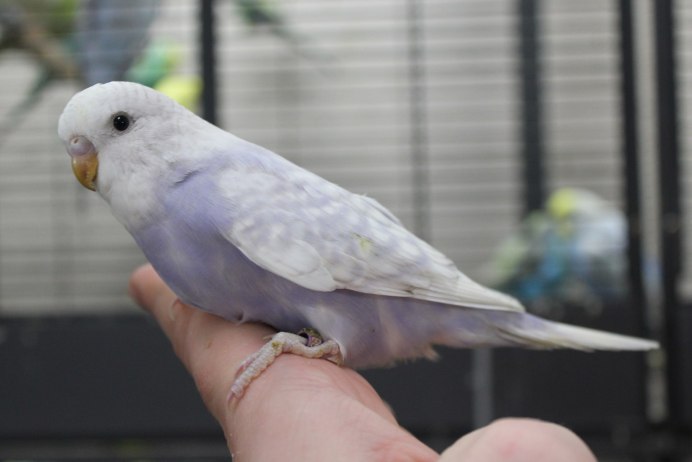 Пинто волнистый попугай