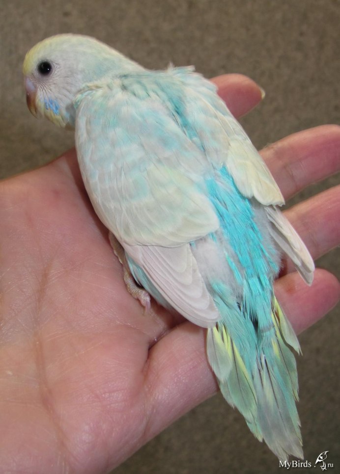 Попугай фото