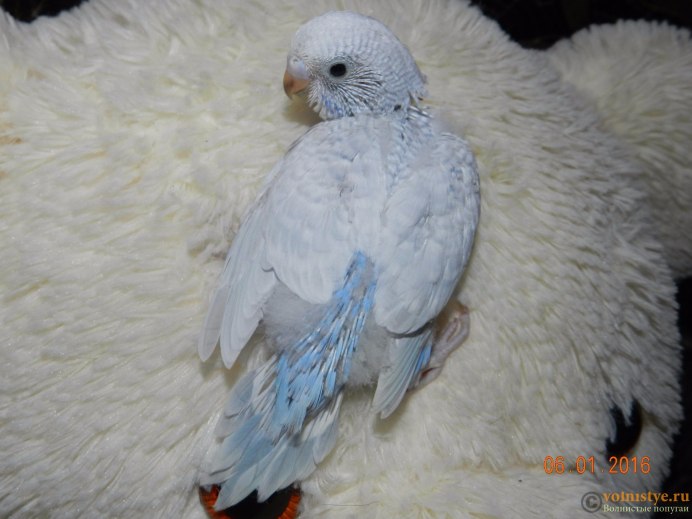 Серокрылый голубой волнистый попугай