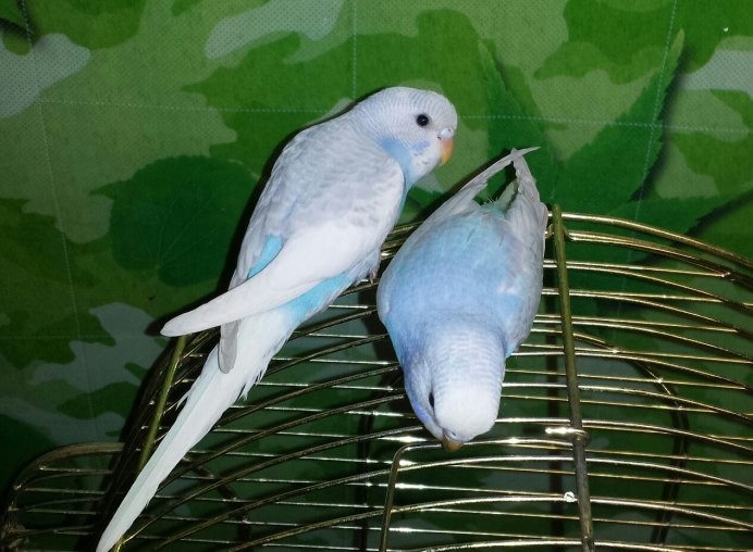 Голубой попугай с белыми крыльями