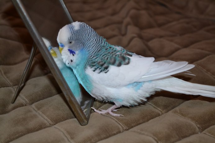 Голубой и зеленый попугай волнистик