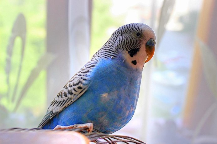 Волнистый попугай альбинос