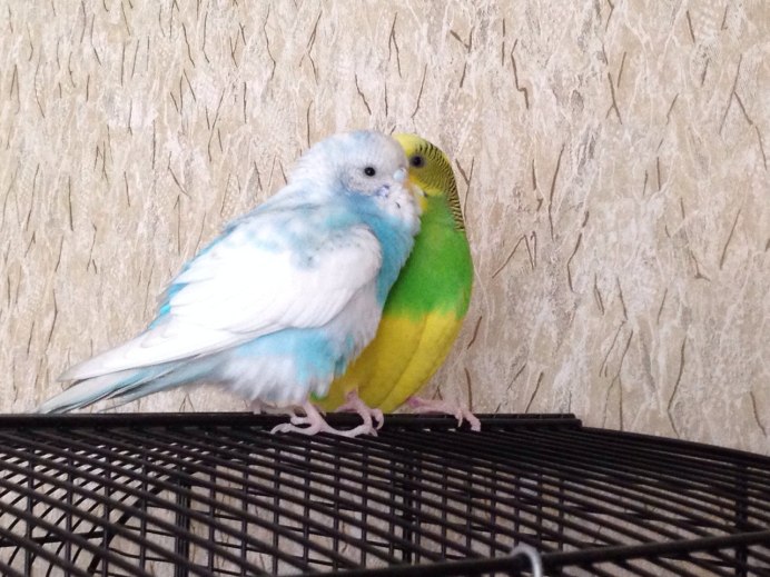 Волнистый попугайчик фиолетовый