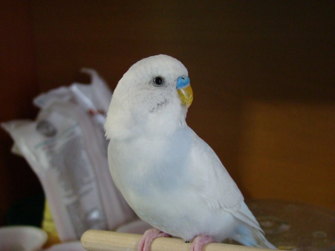 Волнистый попугай белый