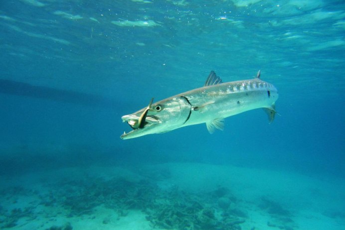 Sphyraena Barracuda