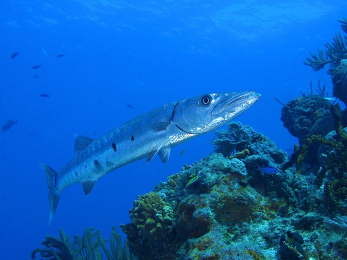 Sphyraena Sphyraena барракуду