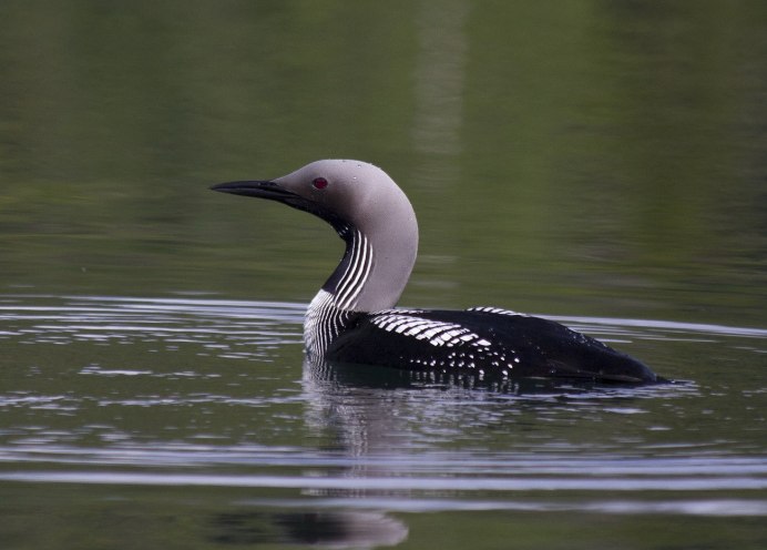 The Pacific Loon or Pacific Diver (Gavia Pacifica),