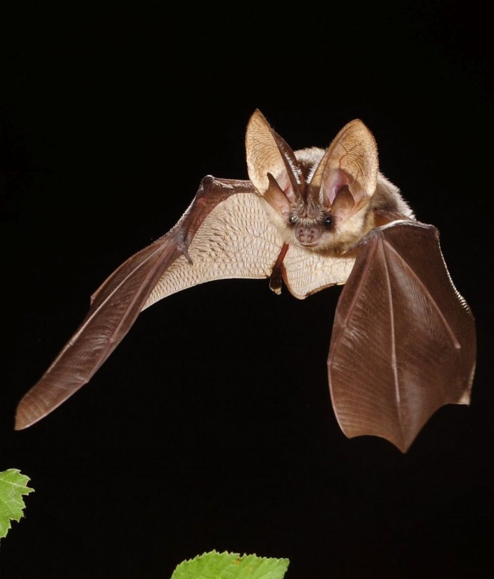 Ушан бурый – Plecotus auritus