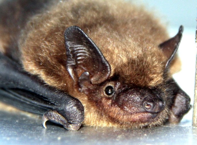 Ушан бурый – Plecotus auritus
