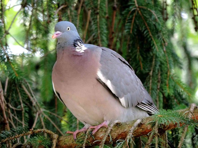 Streptopelia capicola
