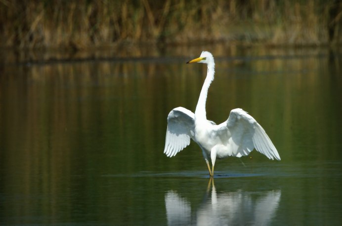 Egretta Alba