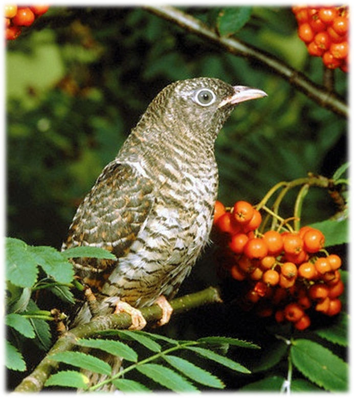 Cuculus canorus Кукушонок