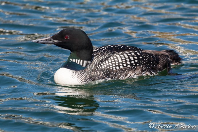 Отряд Гагарообразные Gaviiformes