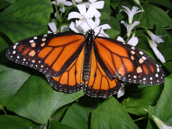 Graphium Agamemnon бабочка