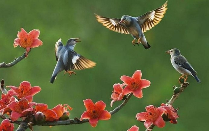 Птицы в полете природа