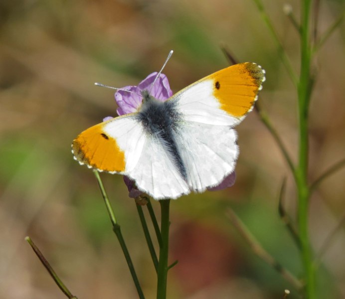 COLIAS hyale (Linnaeus, 1758)