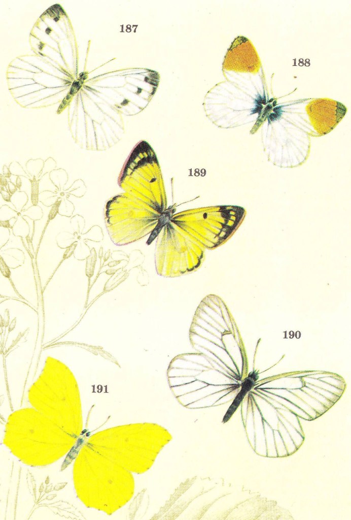 COLIAS stoliczkana
