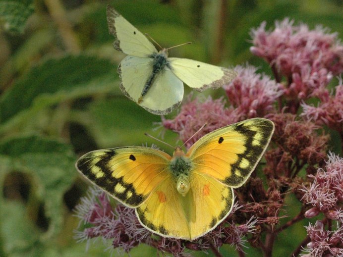 COLIAS philodice