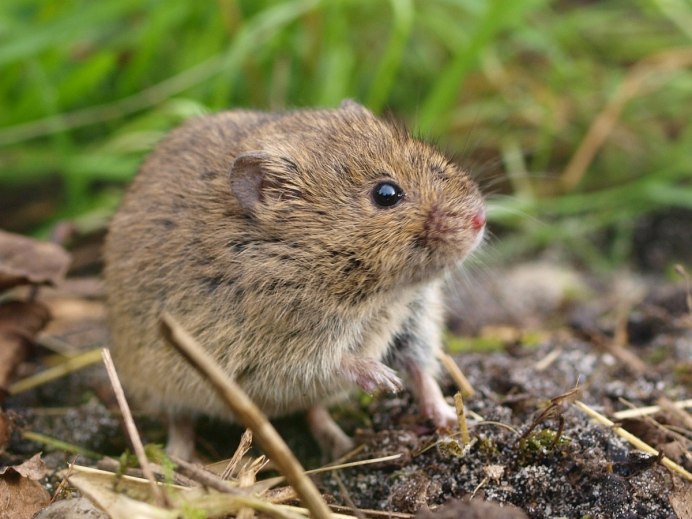 Обыкновенная полевка Microtus arvalis